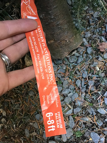 Tree, Downey Fraiser 6-8