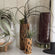 Cholla Cactus Air Plant Holder