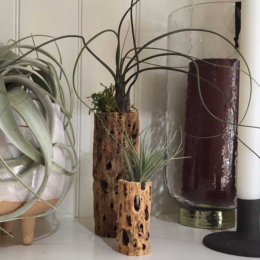Cholla Cactus Air Plant Holder