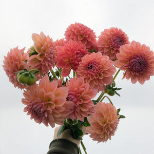 Jewel Tones | Ball Dahlias