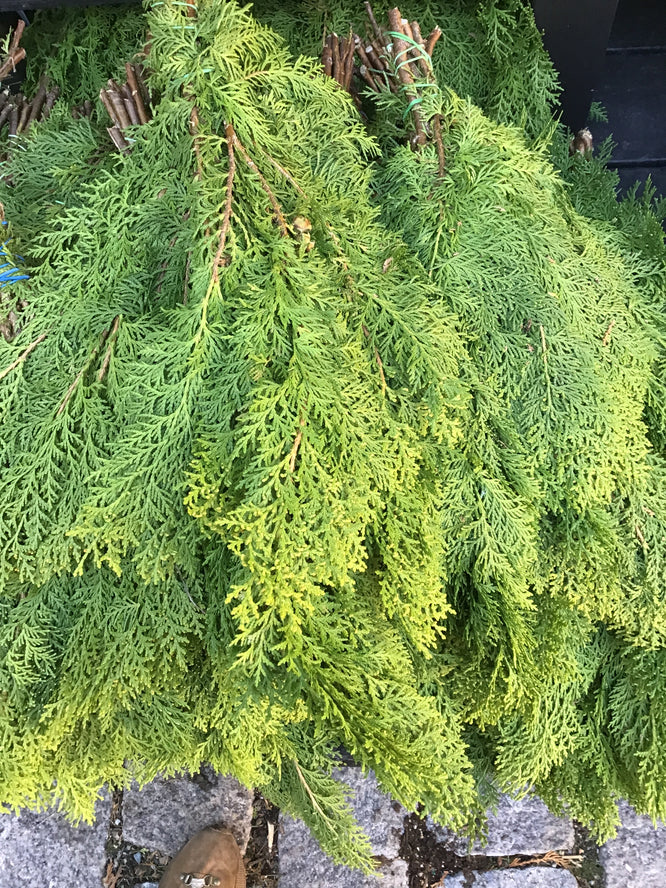 Bunch Greens, Golden Cedar