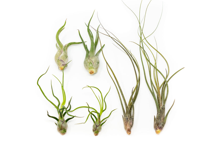 Airplants - ‘Bromeliads’