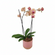 Happy Mother's Day | Orchid