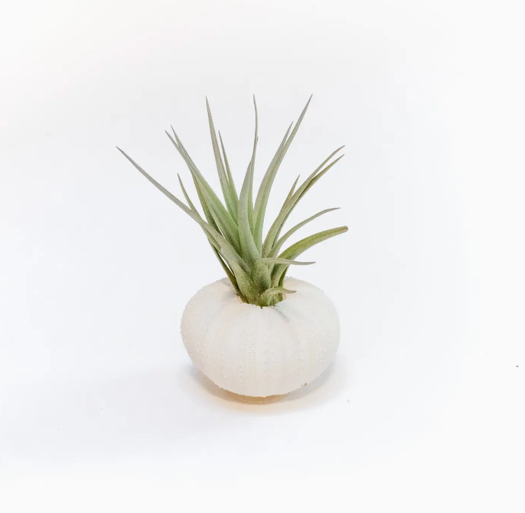 White Urchin Shell with Airplant