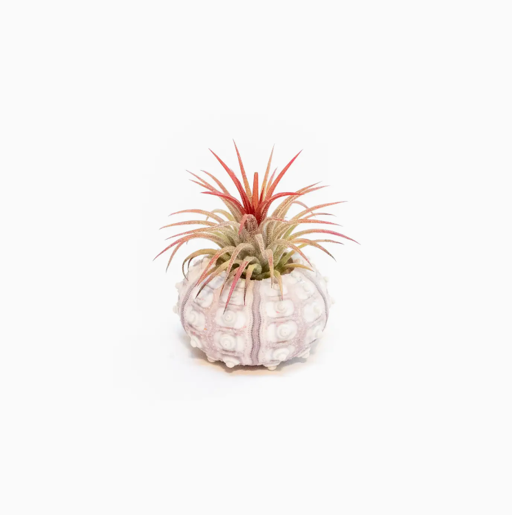 Urchin Shell with Air Plant