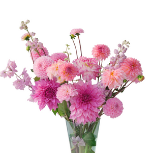 Pink Mix | Dahlias
