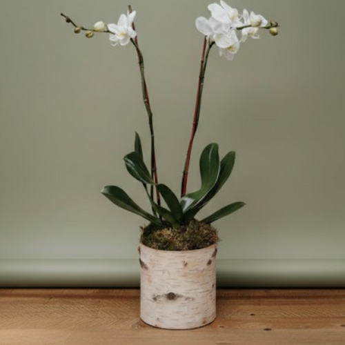 Holiday White Phalaneopsis | Double Orchid