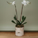 Holiday White Phalaneopsis | Double Orchid