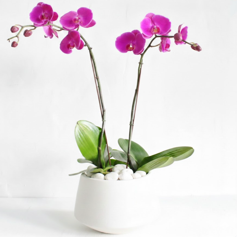 Magenta Orchid