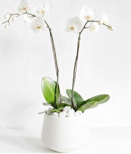 White Orchids