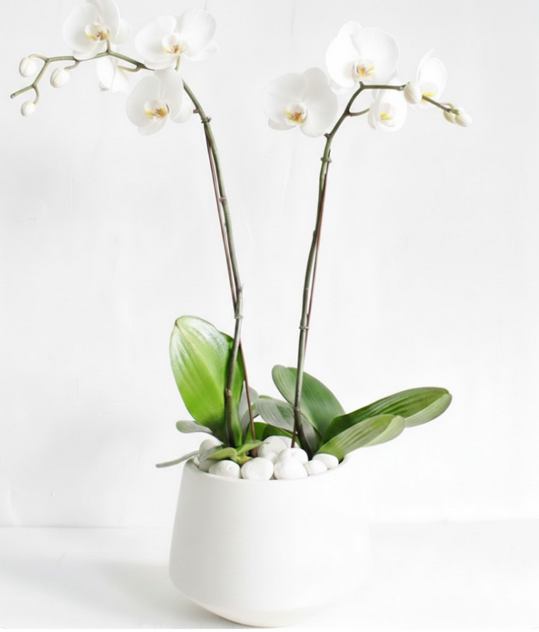 White Orchids