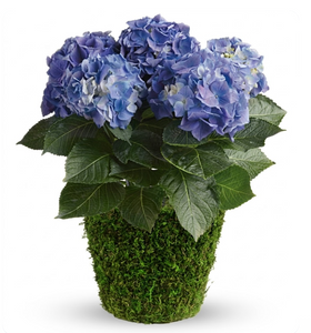 Blue Hydrangea Plant