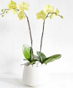 Yellow Spring Orchid