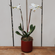 Classic White Phalaneopsis | Double Orchid