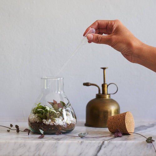 Terrarium Making Kit