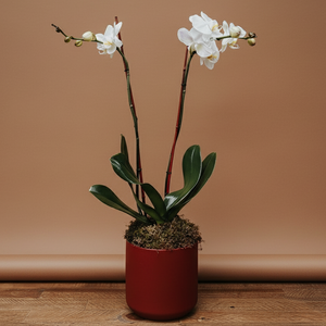 Classic White Phalaneopsis | Double Orchid