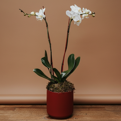 Classic White Phalaneopsis | Double Orchid