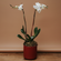 Classic White Phalaneopsis | Double Orchid