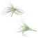 Airplants - ‘Bromeliads’