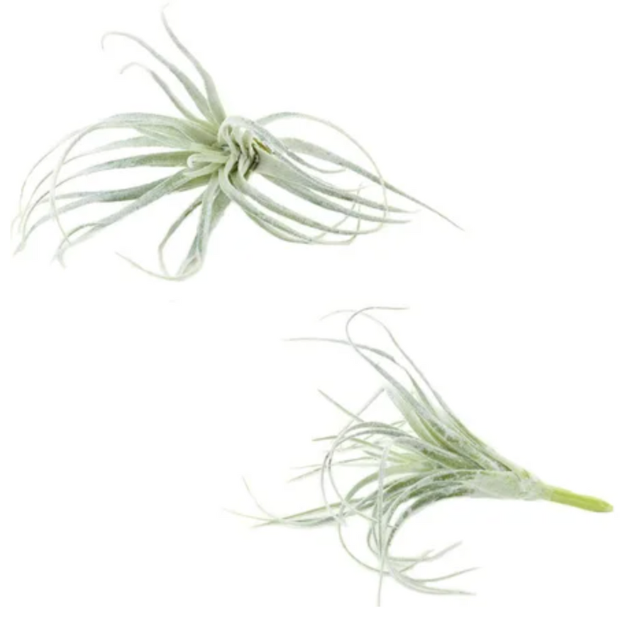 Airplants - ‘Bromeliads’
